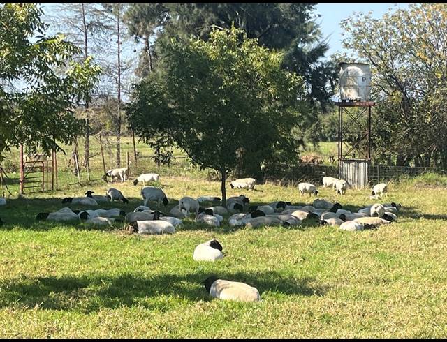 50HA FARM FOR SALE IN WEENEN